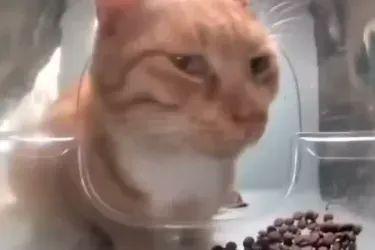  救救网红猫新鲜哥