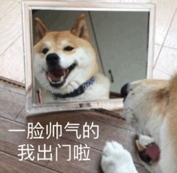  七夕节已过,单身狗汪为何还不肯放过我们,活着真难
