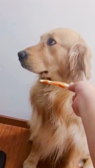 看这金毛生气的样子,像不像你总哄不好的女朋友 看这金毛生气的样子,像不像你总哄不好的女朋友