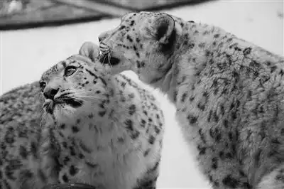 雪豹姐妹花迎来一周岁生日 雪豹姐妹花迎来一周岁生日