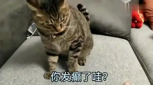 猫咪咬你那是因为爱你,如果不爱你早就咬死了你 猫咪咬你那是因为爱你,如果不爱你早就咬死了你