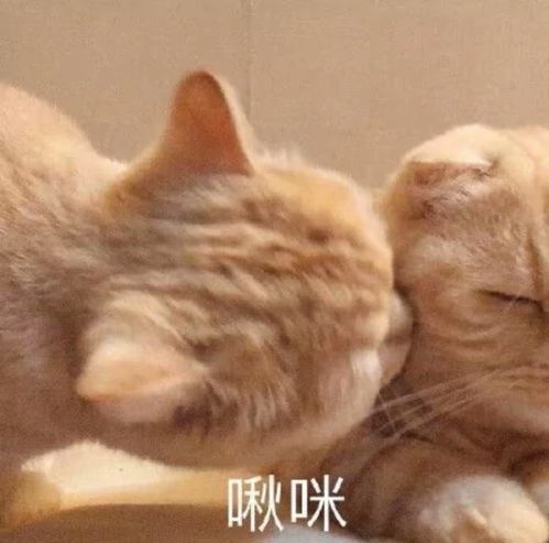  543波猫猫表情包