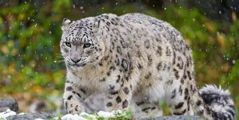 神秘的高山精灵 神秘的高山精灵