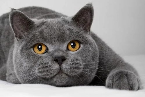  猫宫庄园家中为猫咪准备的急救包及急救程序