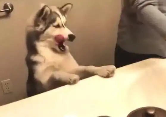 一只迷上了刷牙的哈士奇,每天都要刷牙,不然就不吃饭 一只迷上了刷牙的哈士奇,每天都要刷牙,不然就不吃饭