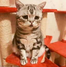  永远悲伤脸激萌忧郁猫走红网络