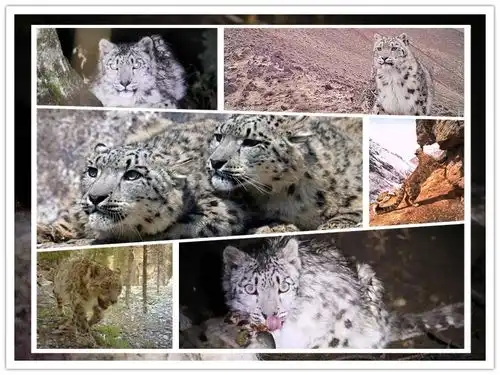 国际生物多样性日丨包萌包实用的表情包豹的 国际生物多样性日丨包萌包实用的表情包豹的