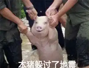 猪打滚表情包搞笑