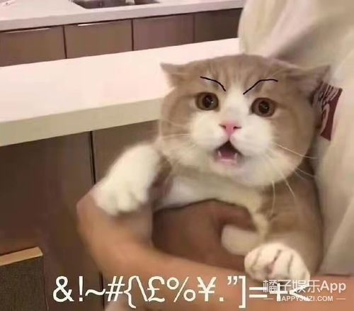  他转行搞笑艺人也会很成功吧