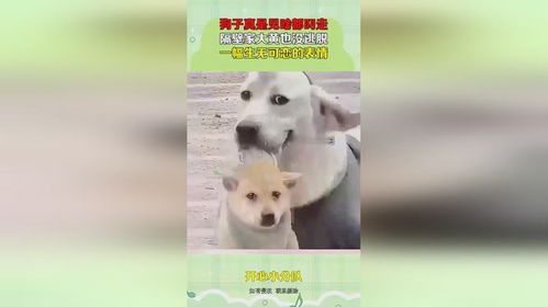  狗子真是见啥都叼走,隔壁家大黄也没逃脱,一幅生无可恋的表情