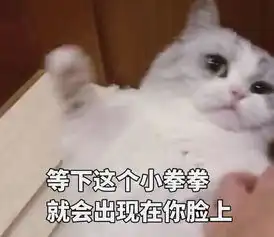 高清无水印萌猫表情包生气时也要萌萌哒,迷死你的那个他 高清无水印萌猫表情包生气时也要萌萌哒,迷死你的那个他