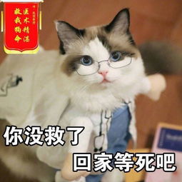  斗图表情包合集歪,找一下我的小宝贝