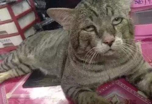 确认过眼神,你是对眼猫它们的每个小表情都呆萌呆萌的 确认过眼神,你是对眼猫它们的每个小表情都呆萌呆萌的