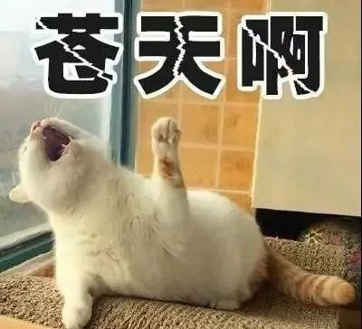 猫的表情包生无可恋台风