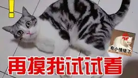 猫猫版马老师切磋现场实况流出,年轻憨喵搞窝里斗不讲捂德,对猫老师大打出手,猫老师劝其耗子尾汁 猫猫版马老师切磋现场实况流出,年轻憨喵搞窝里斗不讲捂德,对猫老师大打出手,猫老师劝其耗子尾汁