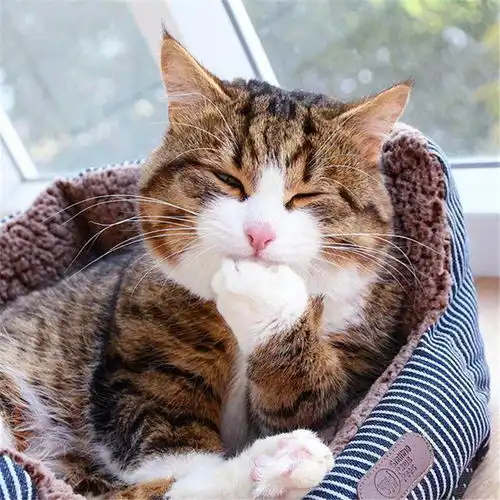 一只会人类坐姿的小猫咪,还会吐舌头捂嘴笑,网友这只猫成精了 一只会人类坐姿的小猫咪,还会吐舌头捂嘴笑,网友这只猫成精了