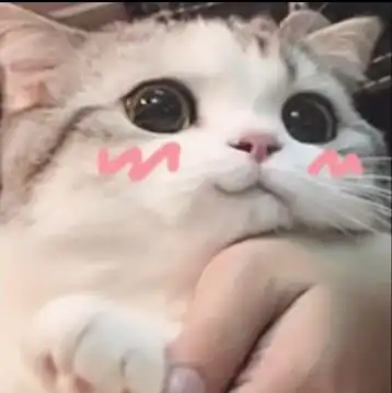 表情包可爱猫猫头 表情包可爱猫猫头