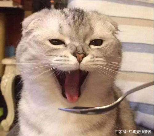  你家猫咪会经常流口水吗