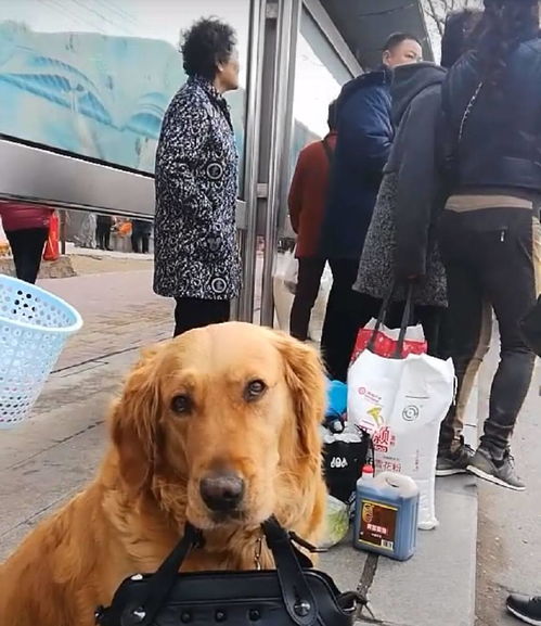 金毛陪主人等公交,小眼神看起来非常的无奈眼泪都快流出来了 金毛陪主人等公交,小眼神看起来非常的无奈眼泪都快流出来了