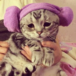  英小猫表情忧伤被称世上最悲伤的猫