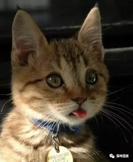 猫咪吐小舌头,好可爱好想捏捏 猫咪吐小舌头,好可爱好想捏捏