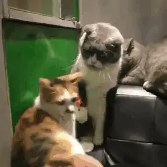 室友又双大半夜开始补作业了 室友又双大半夜开始补作业了