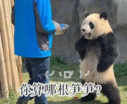 熊猫生气表情包我可是享受国宝待遇的,你的良心不会痛吗 熊猫生气表情包我可是享受国宝待遇的,你的良心不会痛吗