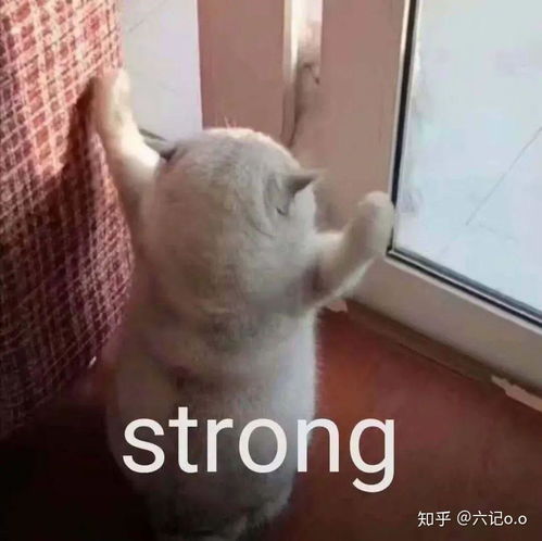 小回音是一款怎样的app