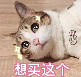  表情包系统提示,吸猫人士还有5秒到达斗图现场