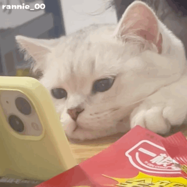  60个聊天可爱小猫咪表情包