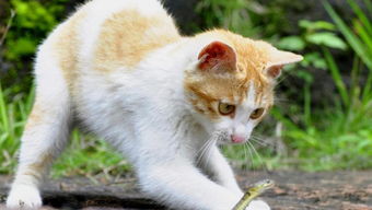  猫星人怕黄瓜你知道吗猫咪搞笑集锦