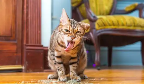 猫咪吃薄荷,却吃出了神游的感觉,活生生的一组表情包 猫咪吃薄荷,却吃出了神游的感觉,活生生的一组表情包