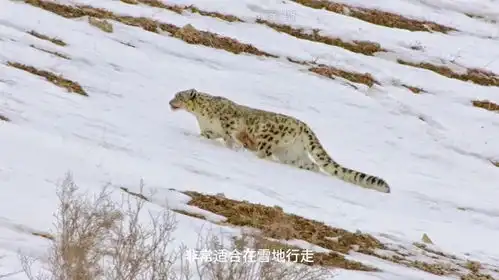 怀孕雪豹伏击岩羊动物野生动物零距离雪豹动物世界 怀孕雪豹伏击岩羊动物野生动物零距离雪豹动物世界