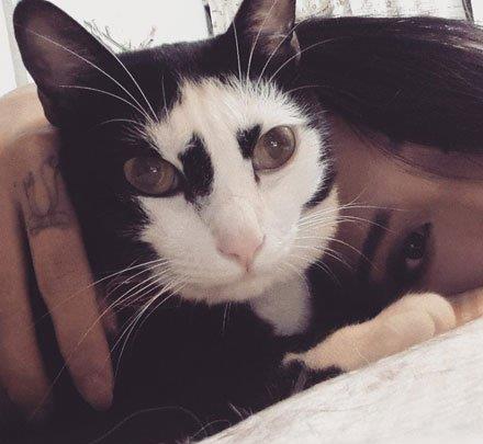  猫咪生下来长着这样一张脸,网友传说中的猫王