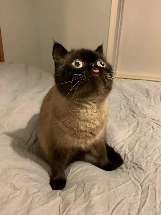  萌宠趣闻嘟嘴吐舌头,猫猫狗狗也会摆网红拍照姿势