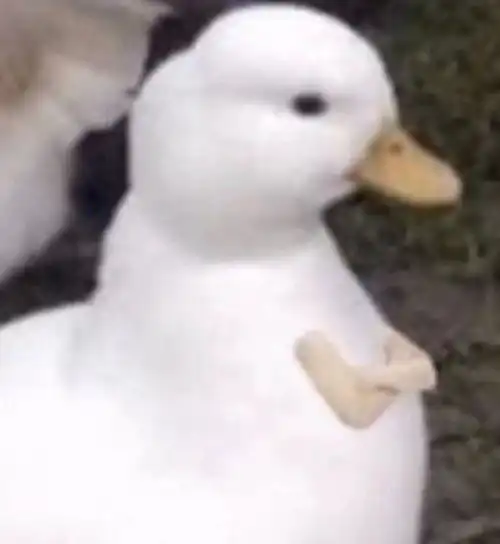 舔一口表情包沙雕