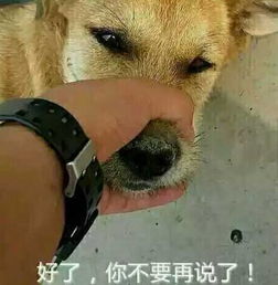  丹东人,你的国庆长假可能要泡汤别哭,但还有一波好消息等着你