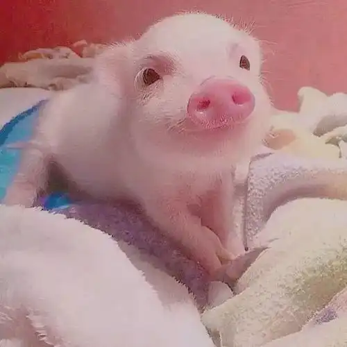 金湾人年前年后大对比看完整个人都不好了 金湾人年前年后大对比看完整个人都不好了