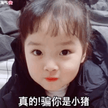  骗你是小狗表情包合集