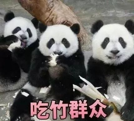 小灰兔可爱的表情包音乐