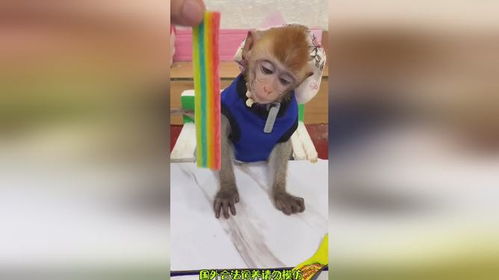  猴哥这小表情好可爱呀猴子搞笑