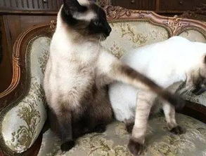  猫咪想要向另一只猫咪卖萌,于是对它吐了图舌头,结果