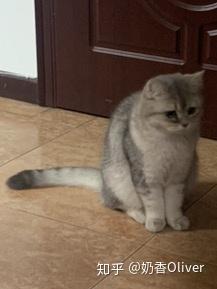 一脸忧郁的猫表情包悲伤