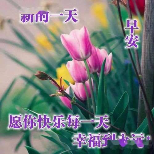  早上好问候语图片,早安祝福语图片表情大全唯美