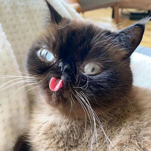  猫咪靠吐舌走红网络,粉丝笑翻它才是略略略之王