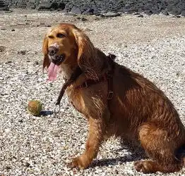 答应我,拍全景照片时千万别拍狗砸...哈哈哈哈哈哈笑喷 答应我,拍全景照片时千万别拍狗砸...哈哈哈哈哈哈笑喷