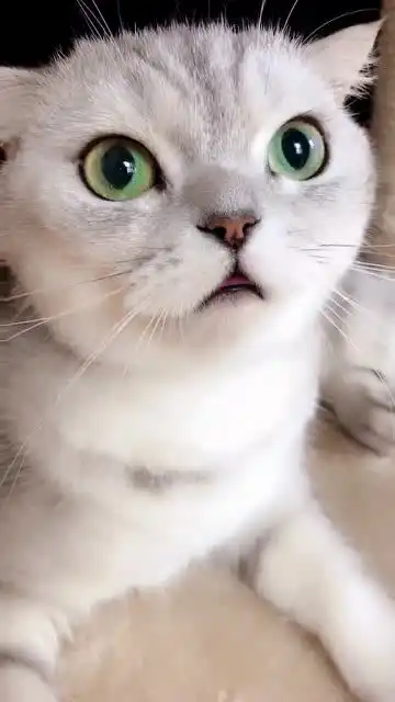 猫咪不要惹我,咬死你 猫咪不要惹我,咬死你