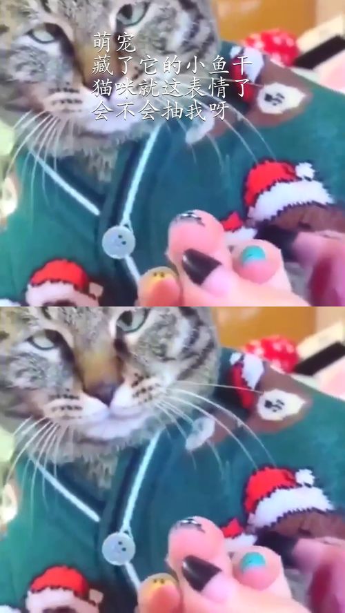 猫咪呕吐表情包小鱼干