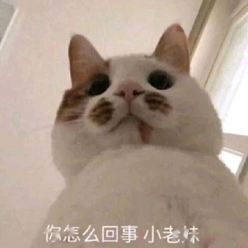  今日份表情包