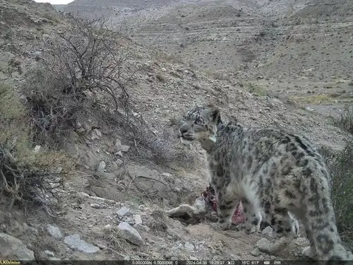 雪山之王重现贺兰山,一起云吸豹 雪山之王重现贺兰山,一起云吸豹